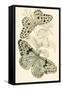 European Butterflies and Moths-James Duncan-Framed Stretched Canvas