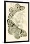 European Butterflies and Moths-James Duncan-Framed Art Print