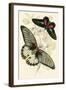 European Butterflies and Moths-James Duncan-Framed Art Print