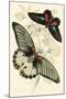 European Butterflies and Moths-James Duncan-Mounted Art Print