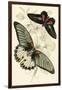 European Butterflies and Moths-James Duncan-Framed Art Print