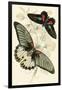 European Butterflies and Moths-James Duncan-Framed Art Print