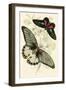 European Butterflies and Moths-James Duncan-Framed Art Print