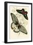 European Butterflies and Moths-James Duncan-Framed Art Print