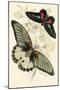 European Butterflies and Moths-James Duncan-Mounted Art Print