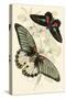 European Butterflies and Moths-James Duncan-Stretched Canvas