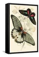 European Butterflies and Moths-James Duncan-Framed Stretched Canvas