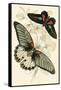 European Butterflies and Moths-James Duncan-Framed Stretched Canvas