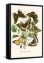 European Butterflies and Moths-W.F. Kirby-Framed Stretched Canvas