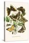 European Butterflies and Moths-W.F. Kirby-Stretched Canvas