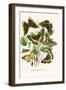 European Butterflies and Moths-W.F. Kirby-Framed Art Print