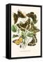 European Butterflies and Moths-W.F. Kirby-Framed Stretched Canvas