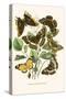 European Butterflies and Moths-W.F. Kirby-Stretched Canvas