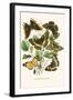 European Butterflies and Moths-W.F. Kirby-Framed Art Print