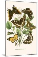 European Butterflies and Moths-W.F. Kirby-Mounted Art Print