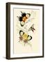 European Butterflies and Moths-James Duncan-Framed Art Print