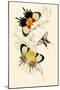 European Butterflies and Moths-James Duncan-Mounted Art Print