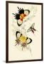 European Butterflies and Moths-James Duncan-Framed Art Print