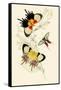 European Butterflies and Moths-James Duncan-Framed Stretched Canvas