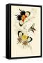 European Butterflies and Moths-James Duncan-Framed Stretched Canvas