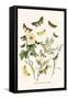 European Butterflies and Moths-W.F. Kirby-Framed Stretched Canvas