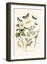 European Butterflies and Moths-W.F. Kirby-Framed Art Print