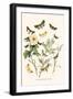 European Butterflies and Moths-W.F. Kirby-Framed Art Print