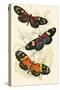 European Butterflies and Moths-James Duncan-Stretched Canvas