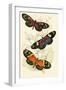 European Butterflies and Moths-James Duncan-Framed Art Print