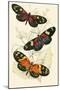 European Butterflies and Moths-James Duncan-Mounted Art Print