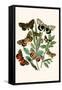 European Butterflies and Moths-W.F. Kirby-Framed Stretched Canvas