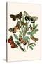 European Butterflies and Moths-W.F. Kirby-Stretched Canvas