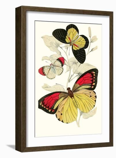 European Butterflies and Moths-James Duncan-Framed Art Print