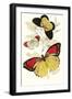 European Butterflies and Moths-James Duncan-Framed Art Print