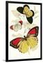 European Butterflies and Moths-James Duncan-Framed Art Print