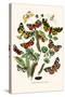 European Butterflies and Moths-W.F. Kirby-Stretched Canvas