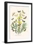 European Butterflies and Moths-W.F. Kirby-Framed Art Print