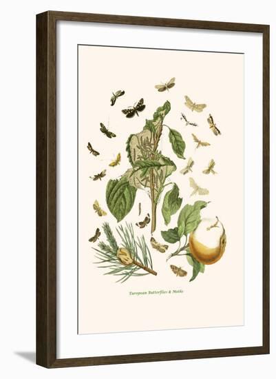 European Butterflies and Moths-W.F. Kirby-Framed Art Print