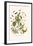 European Butterflies and Moths-W.F. Kirby-Framed Art Print