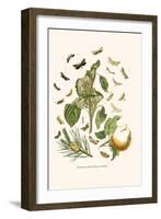 European Butterflies and Moths-W.F. Kirby-Framed Art Print