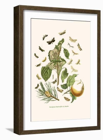 European Butterflies and Moths-W.F. Kirby-Framed Art Print