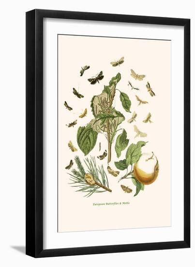 European Butterflies and Moths-W.F. Kirby-Framed Art Print