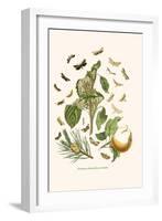 European Butterflies and Moths-W.F. Kirby-Framed Art Print