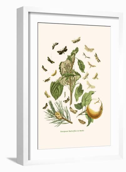 European Butterflies and Moths-W.F. Kirby-Framed Art Print