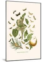 European Butterflies and Moths-W.F. Kirby-Mounted Art Print