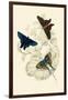 European Butterflies and Moths-James Duncan-Framed Art Print