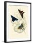 European Butterflies and Moths-James Duncan-Framed Art Print