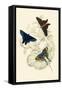 European Butterflies and Moths-James Duncan-Framed Stretched Canvas