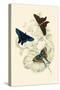 European Butterflies and Moths-James Duncan-Stretched Canvas