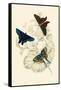 European Butterflies and Moths-James Duncan-Framed Stretched Canvas